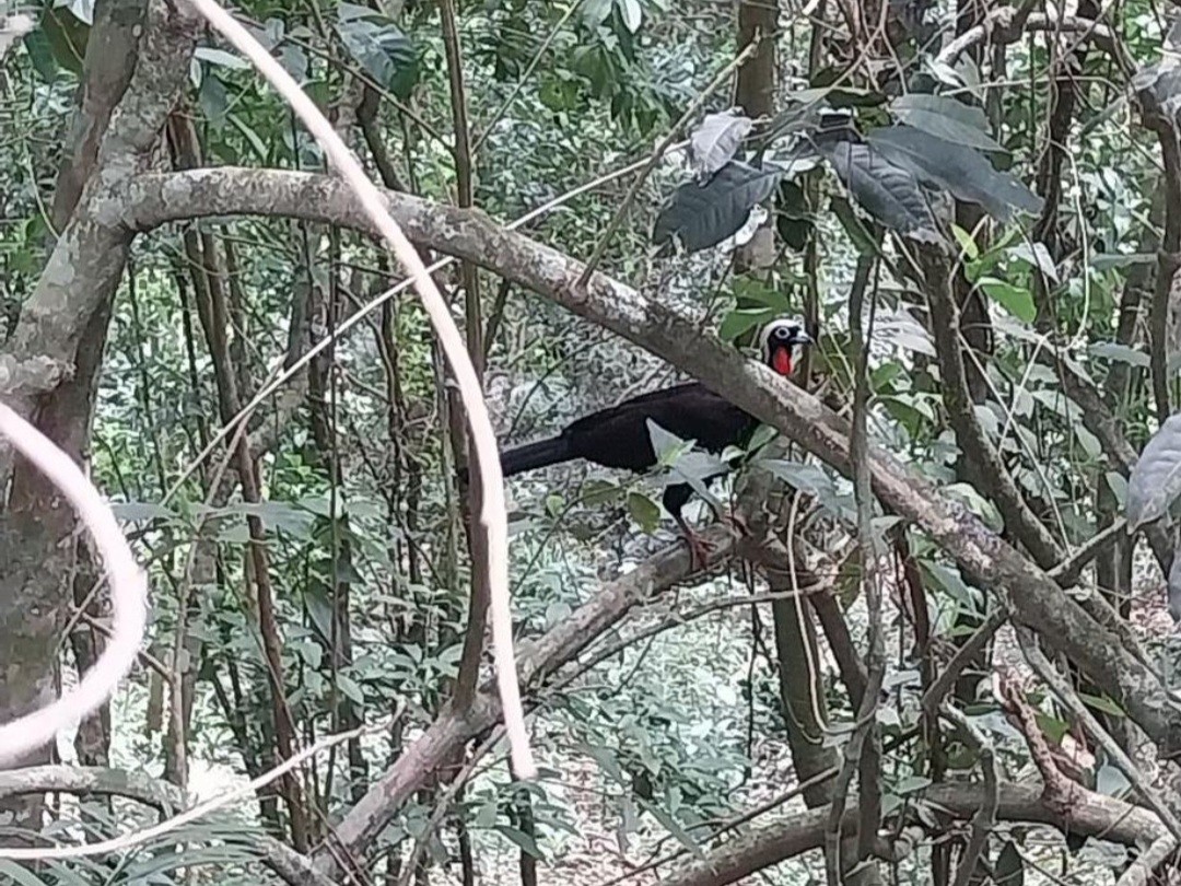 Black-fronted Piping-Guan - ML617324417