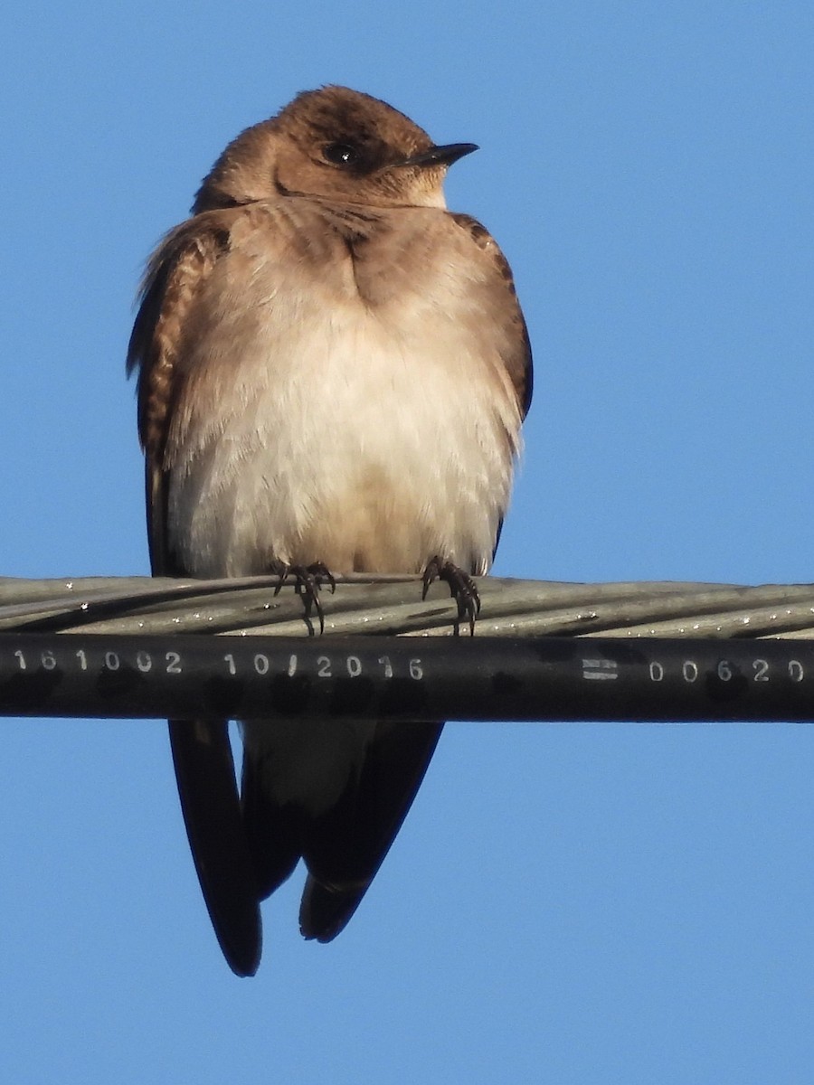 Northern Rough-winged Swallow - ML617324753