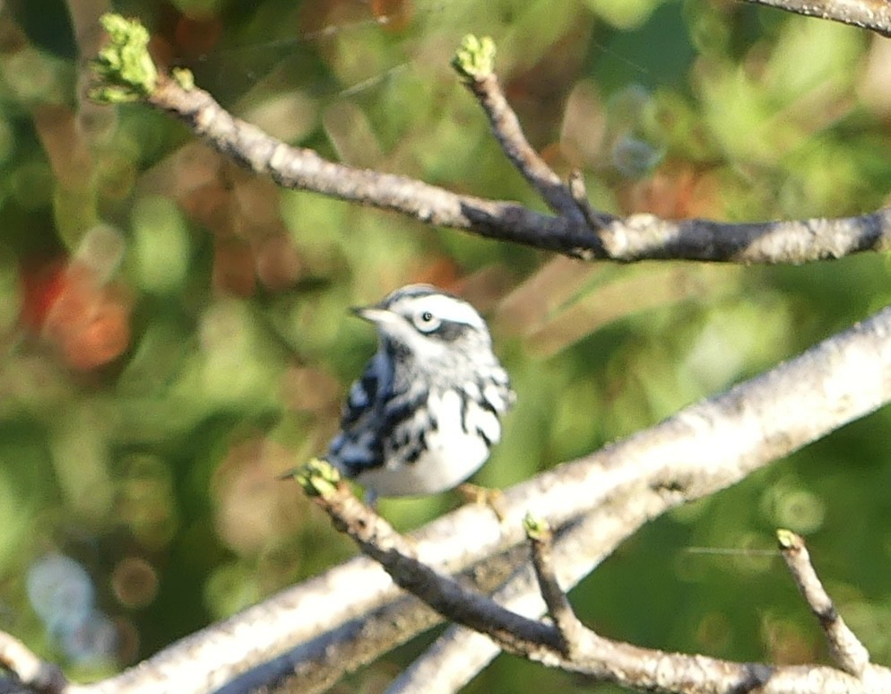 Black-and-white Warbler - Harriet Bell