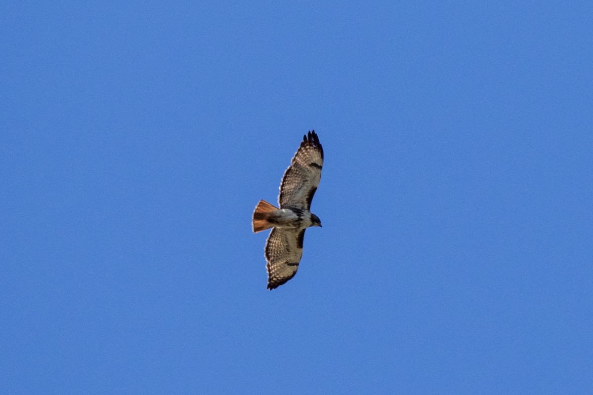 Red-tailed Hawk - ML617324990
