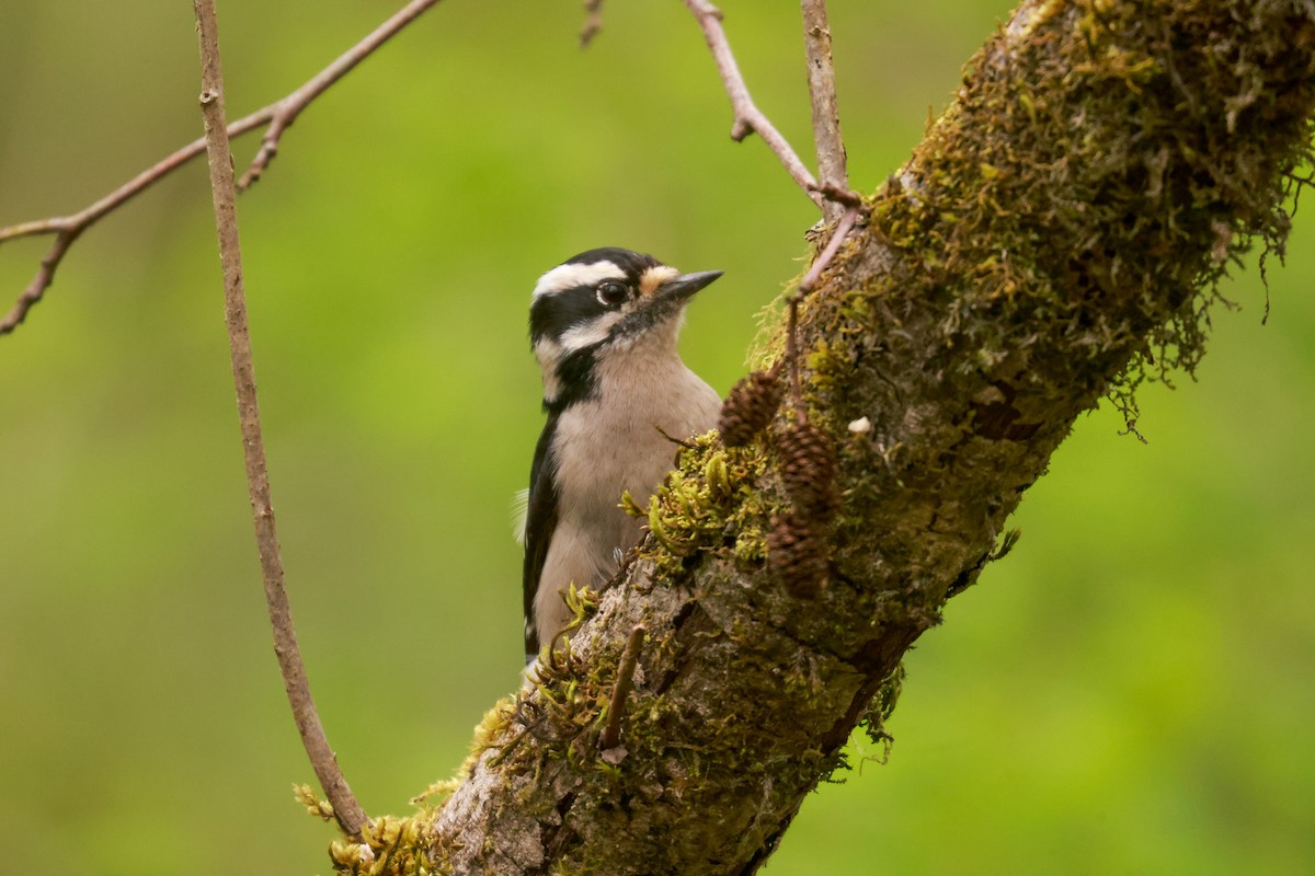 Downy Woodpecker (Pacific) - ML617325007