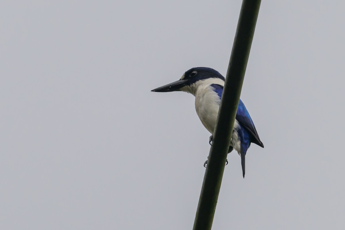 Blue-and-white Kingfisher - ML617325042
