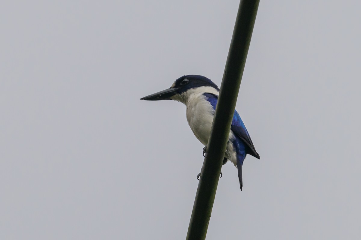 Blue-and-white Kingfisher - ML617325043