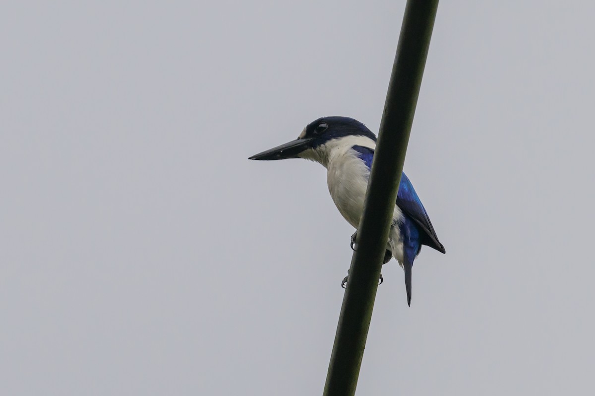 Blue-and-white Kingfisher - ML617325044