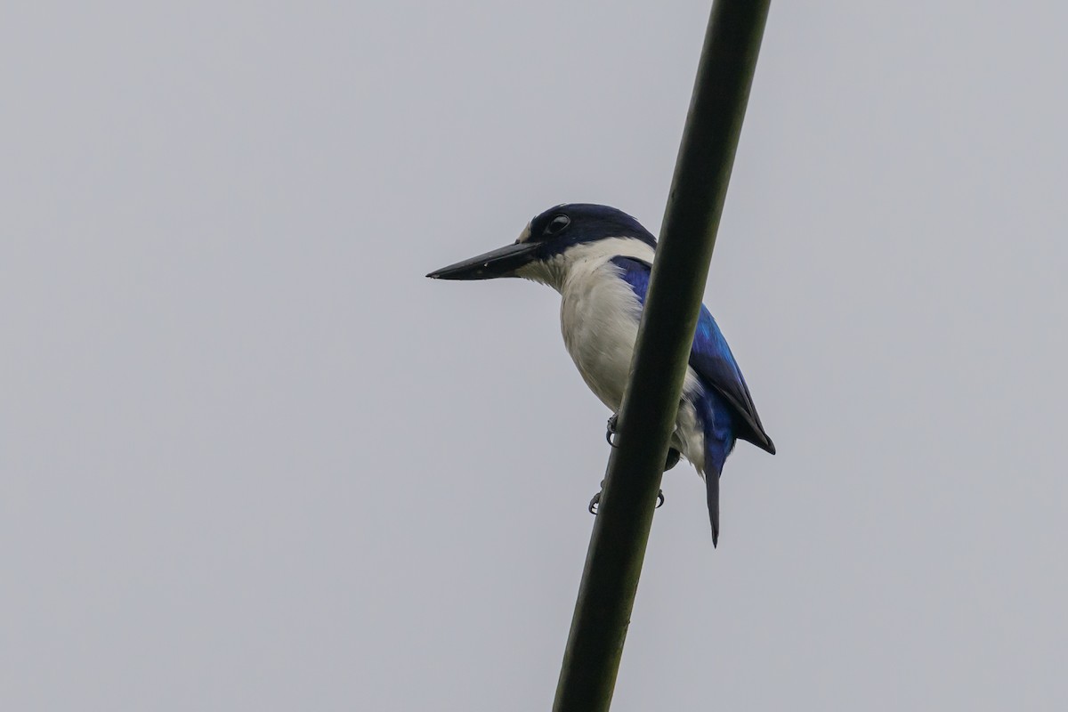 Blue-and-white Kingfisher - ML617325046