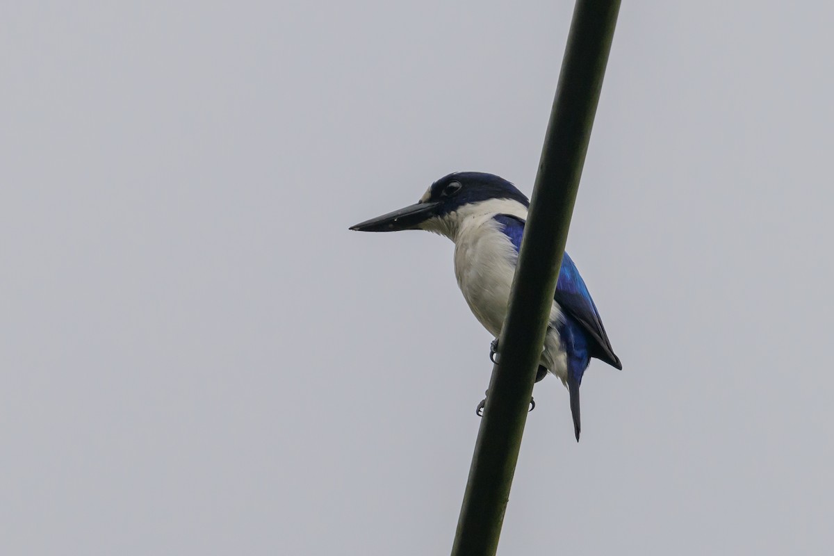 Blue-and-white Kingfisher - ML617325047