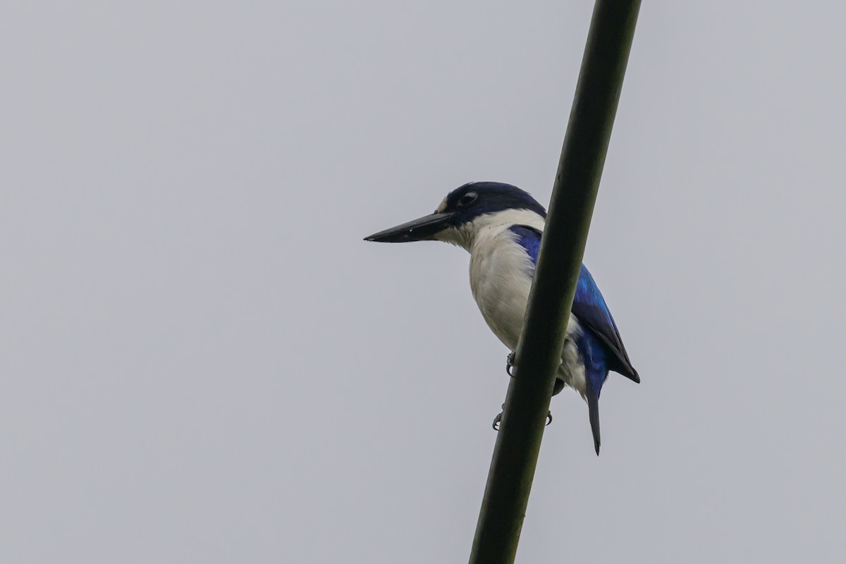Blue-and-white Kingfisher - ML617325048