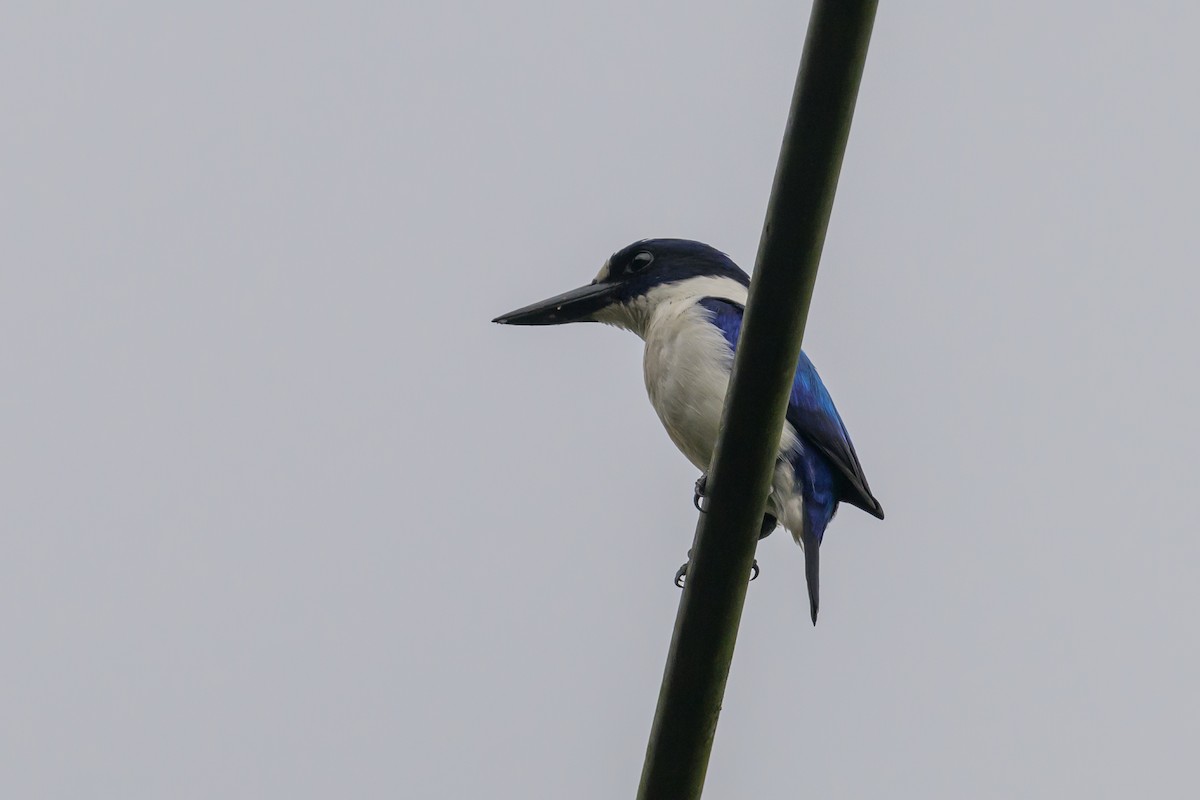 Blue-and-white Kingfisher - ML617325049