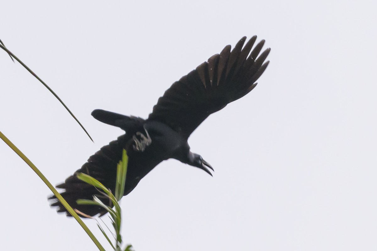 Long-billed Crow - Stephen Davies