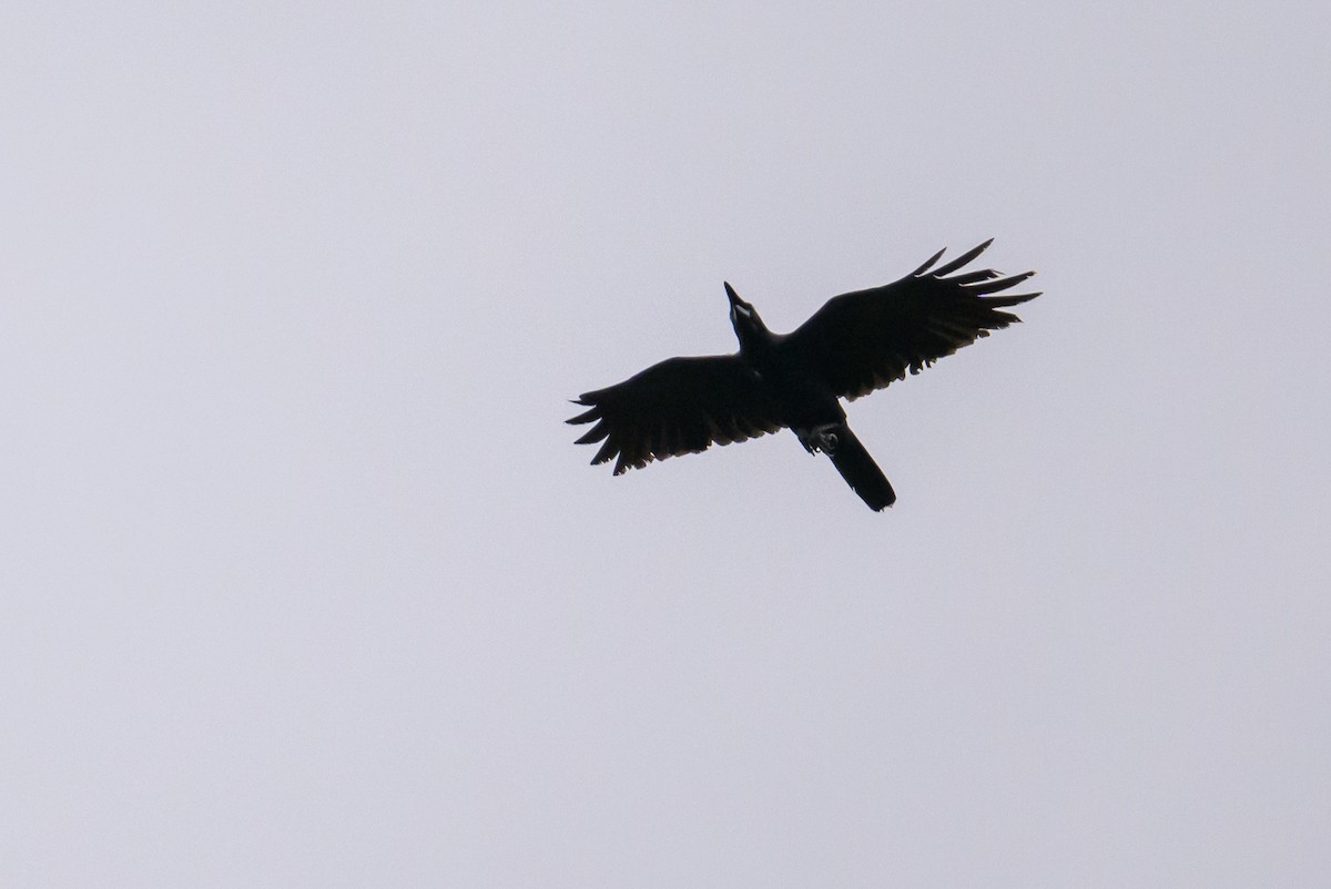 Long-billed Crow - ML617325075