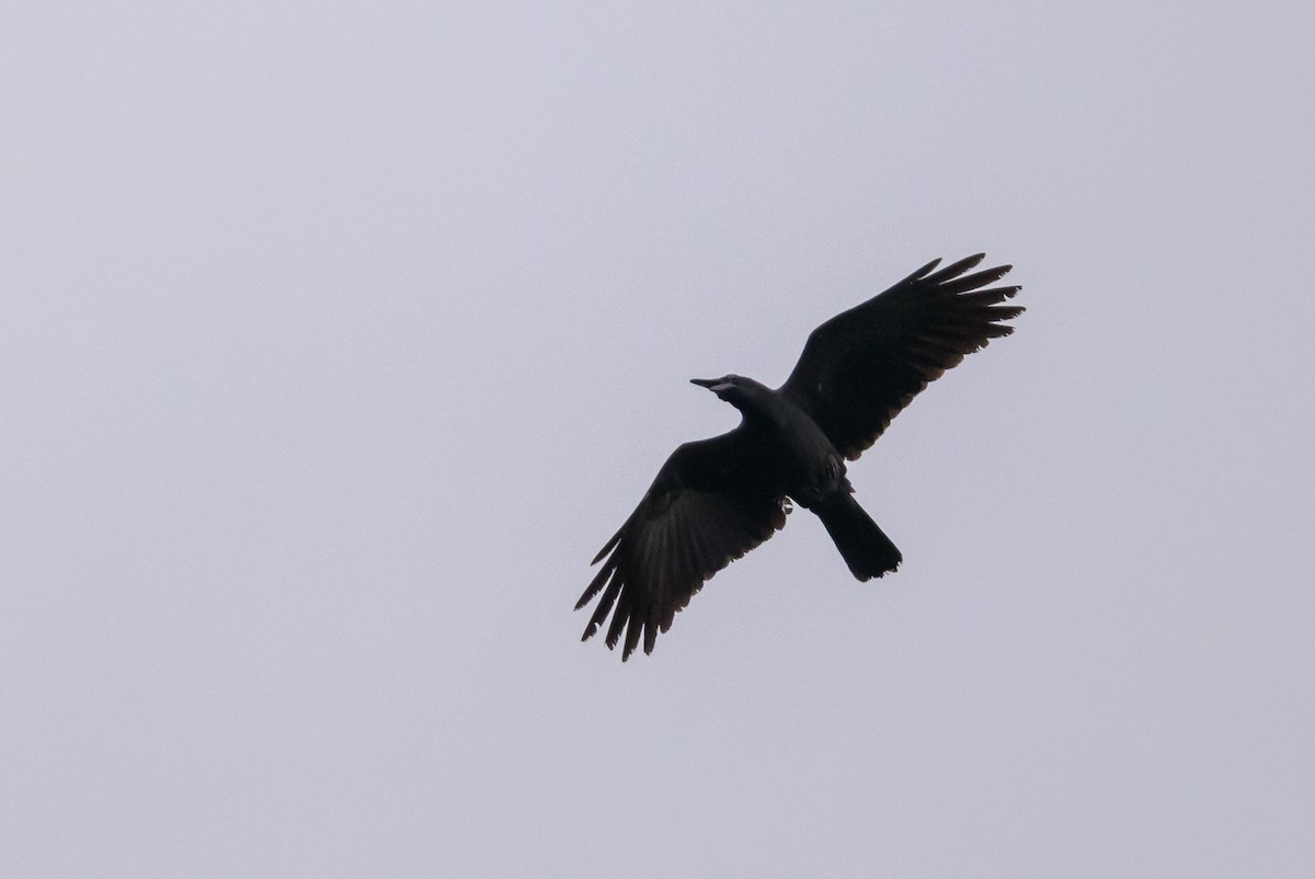 Long-billed Crow - ML617325077