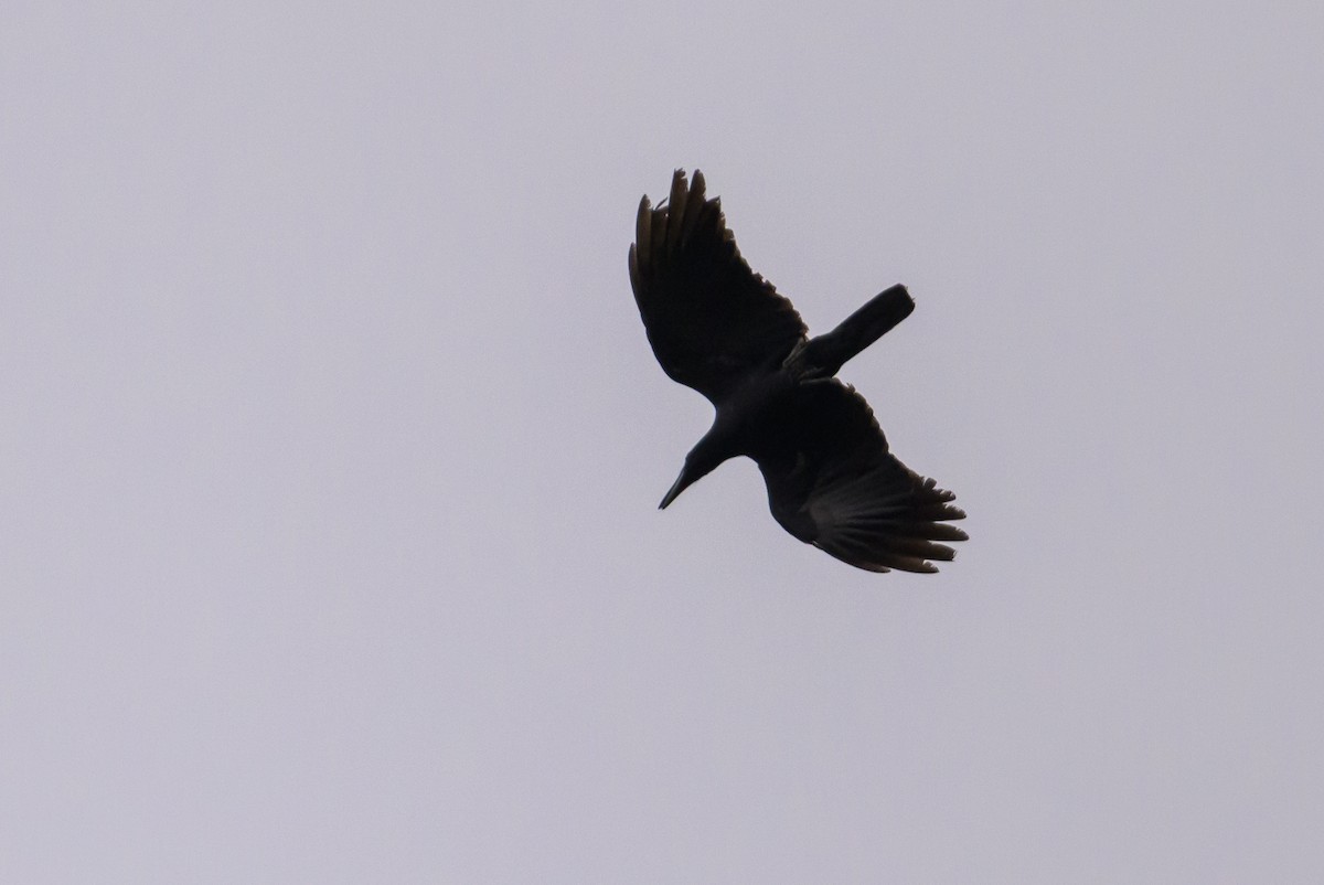 Long-billed Crow - ML617325079