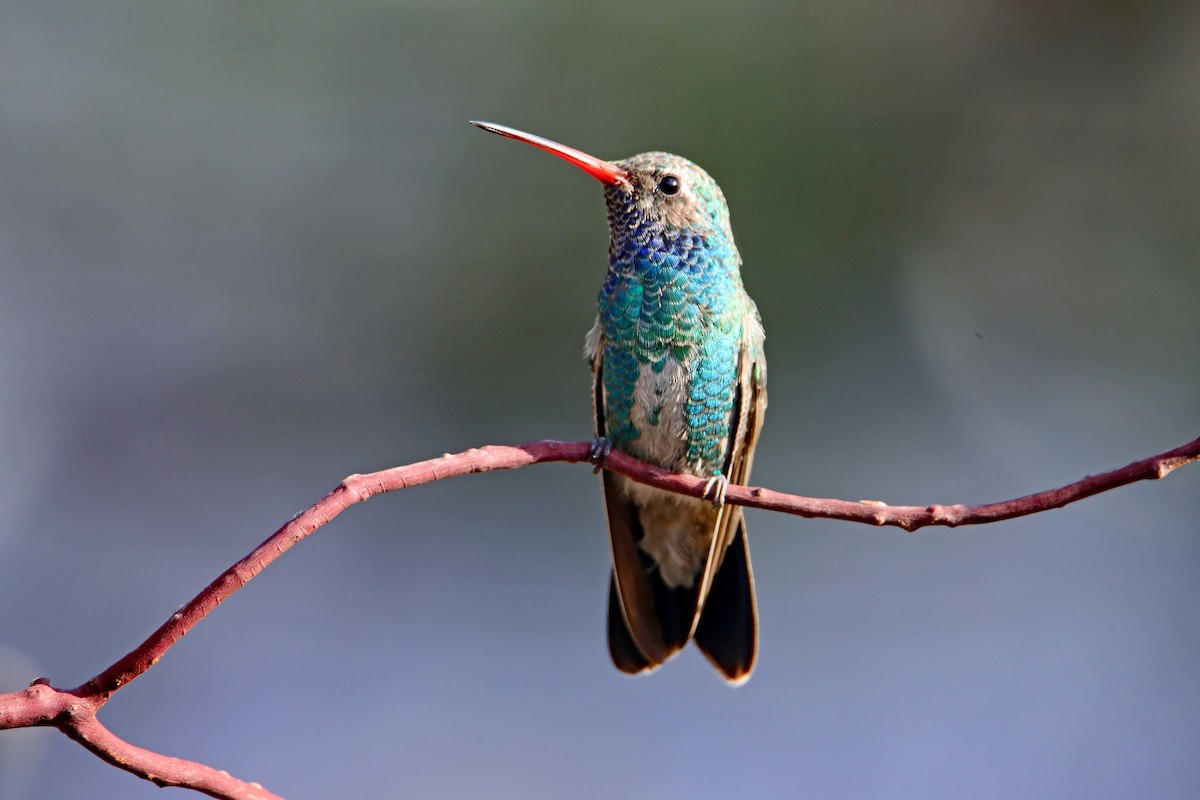 kolibřík širokozobý - ML617325089