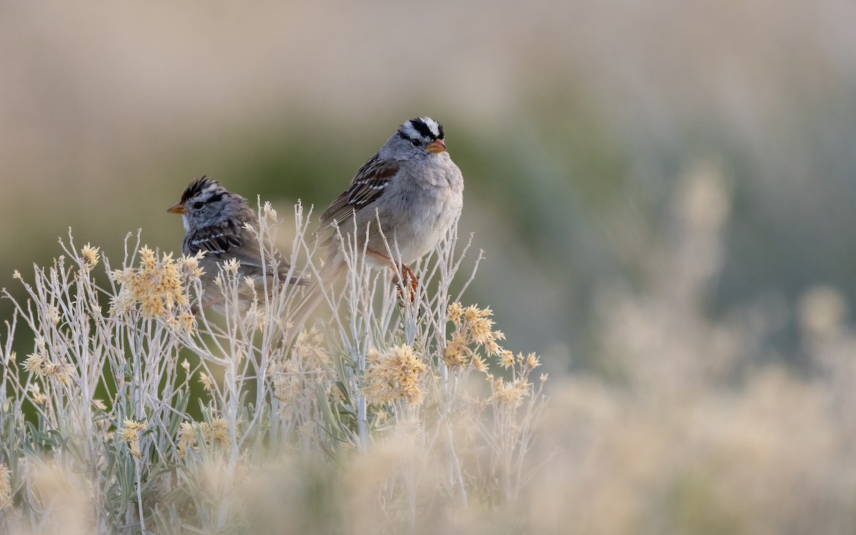 White-crowned Sparrow - ML617325191