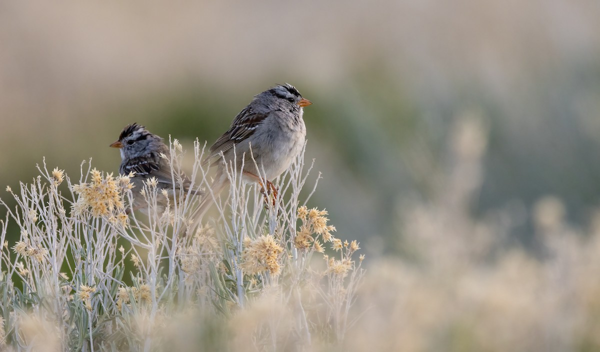 White-crowned Sparrow - Richard  Davis