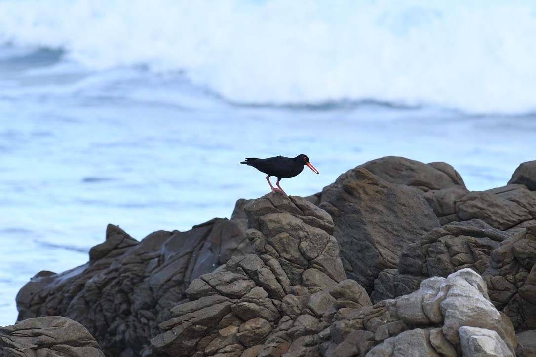 African Oystercatcher - Marshall Brown
