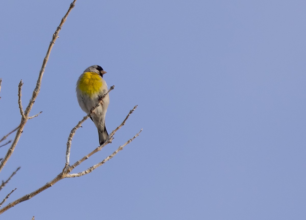 Lawrence's Goldfinch - ML617325258