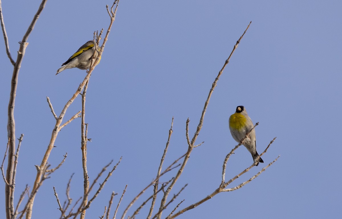 Lawrence's Goldfinch - ML617325260
