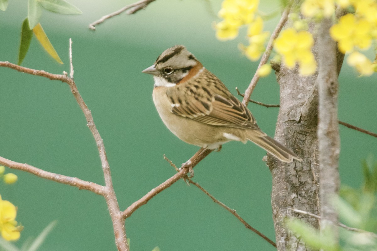 Rufous-collared Sparrow - ML617325356