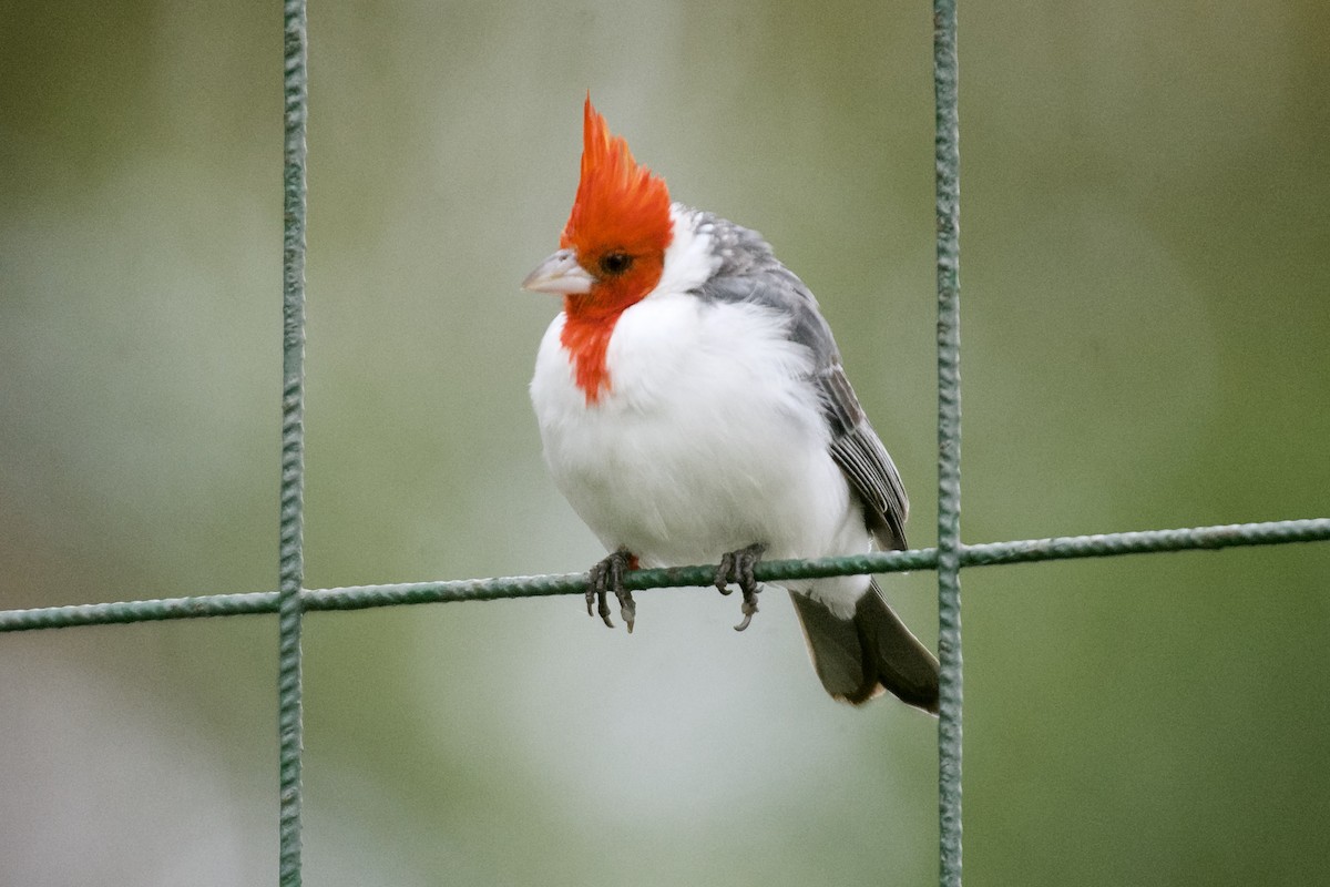Red-crested Cardinal - ML617325472