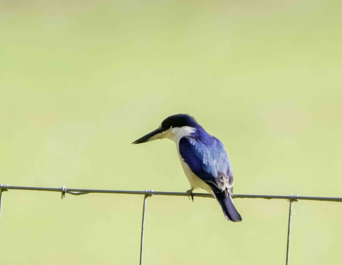 Forest Kingfisher - ML617325730