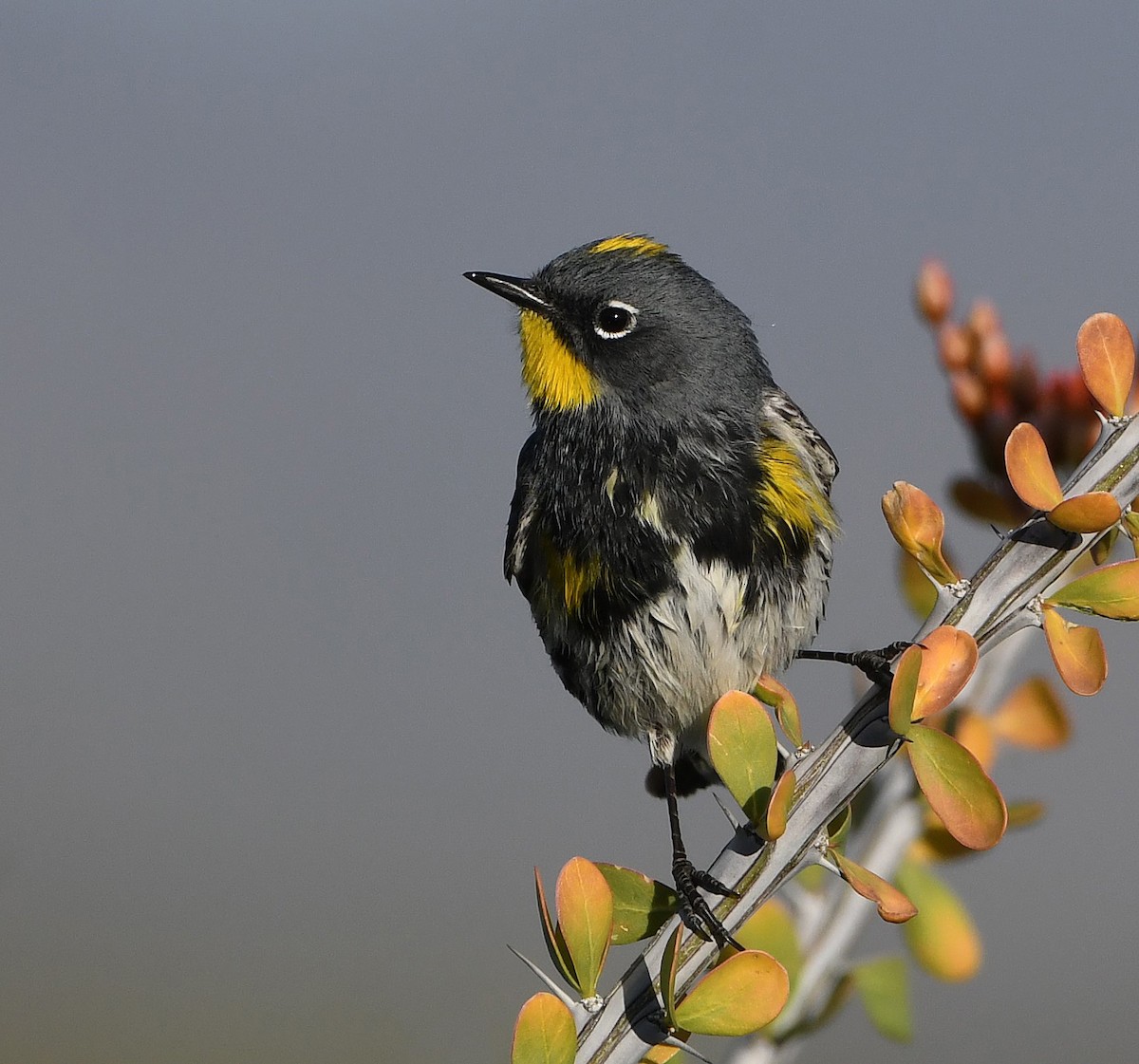 ML617325791 - Yellow-rumped Warbler (Audubon's) - Macaulay Library