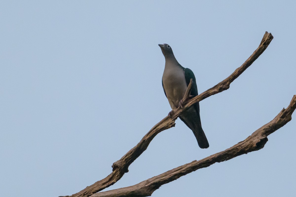 Spectacled Imperial-Pigeon - ML617325827