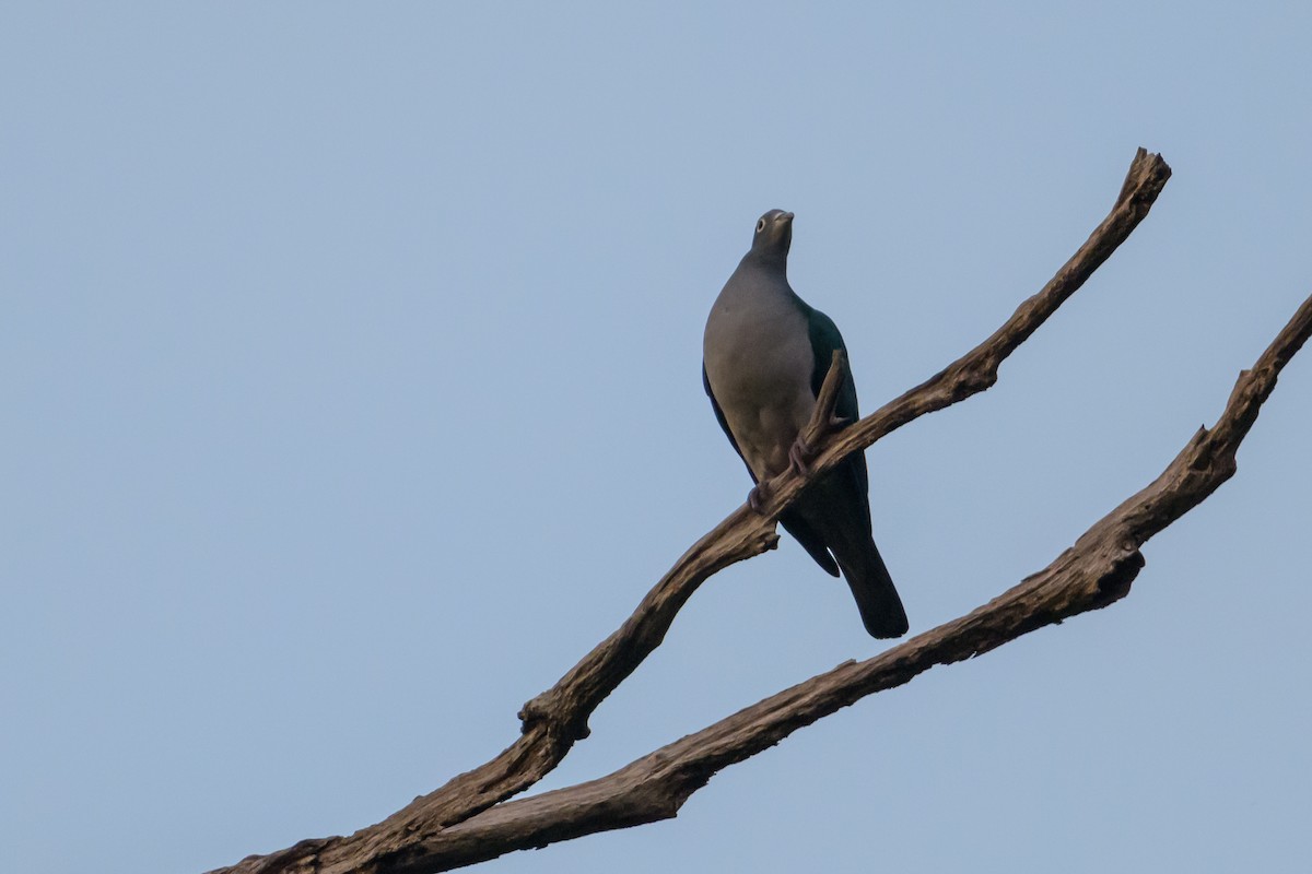 Spectacled Imperial-Pigeon - ML617325830