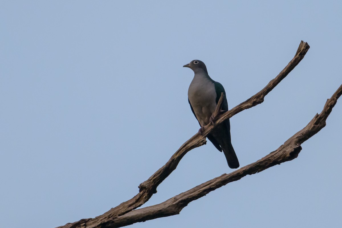 Spectacled Imperial-Pigeon - ML617325831