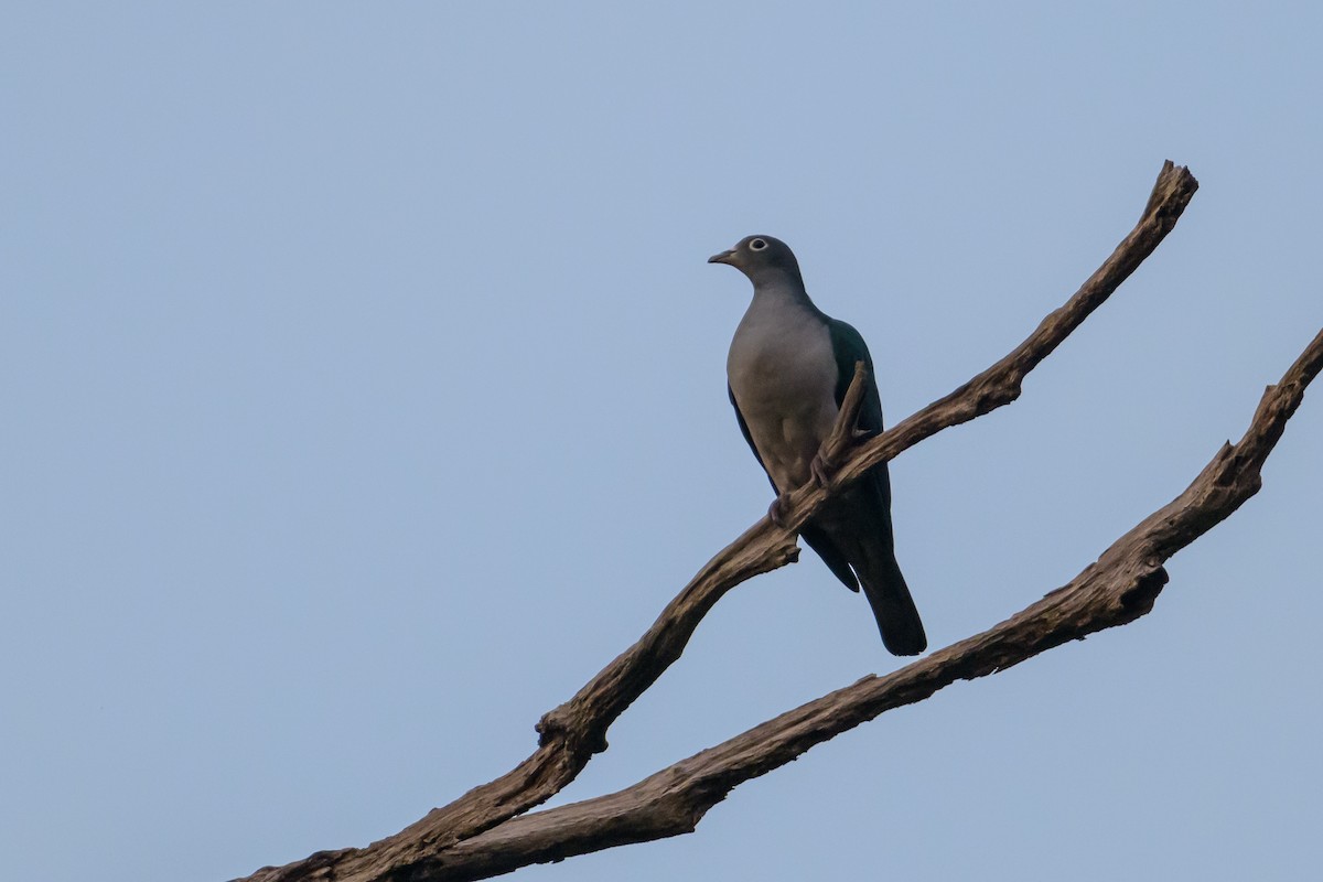 Spectacled Imperial-Pigeon - ML617325832