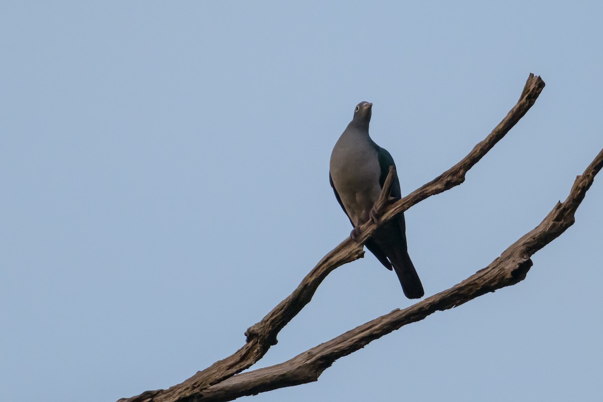 Spectacled Imperial-Pigeon - ML617325834