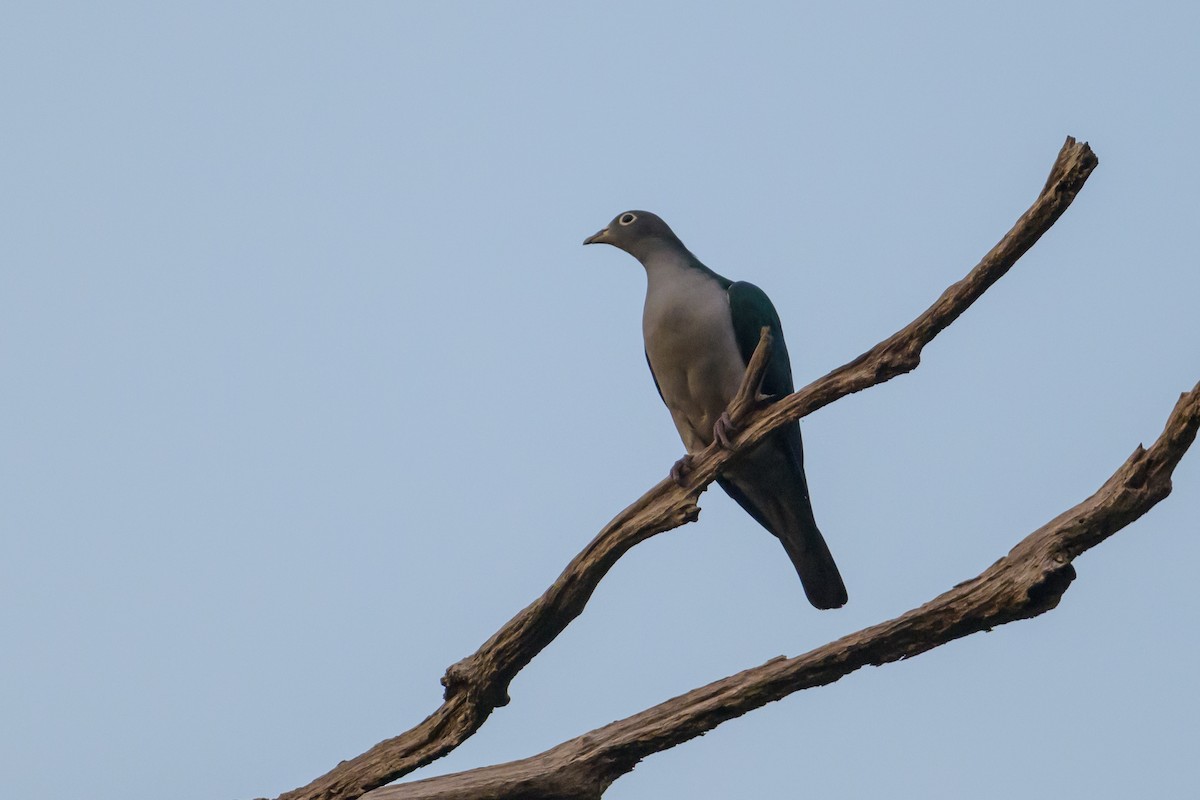 Spectacled Imperial-Pigeon - ML617325835
