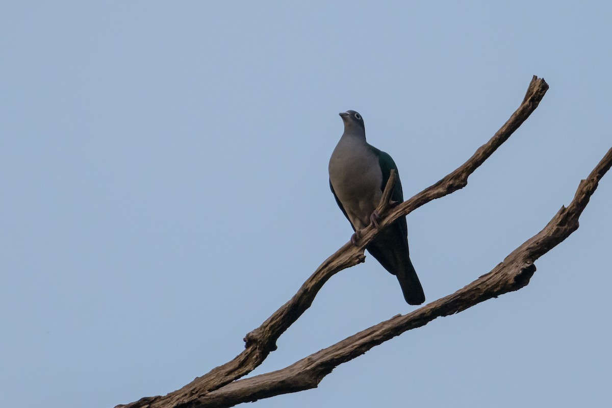 Spectacled Imperial-Pigeon - ML617325836