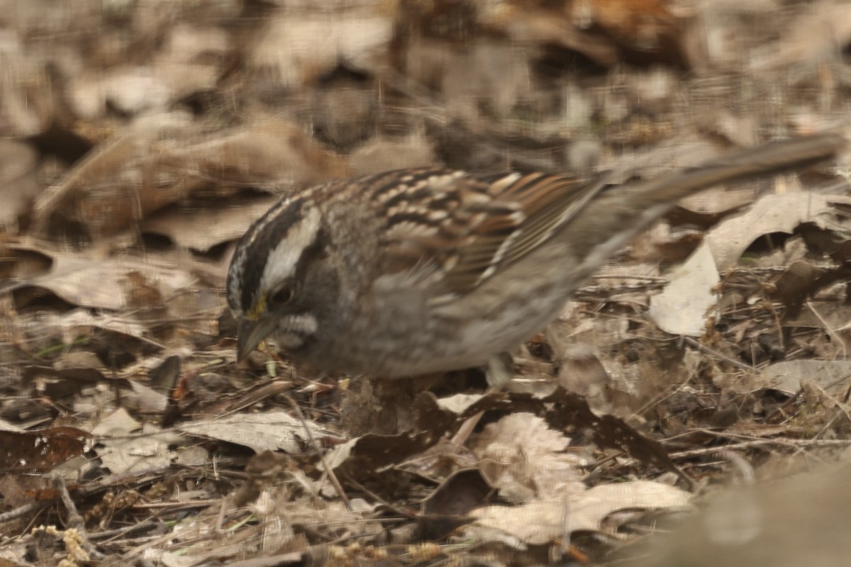 White-throated Sparrow - Roger Woodruff