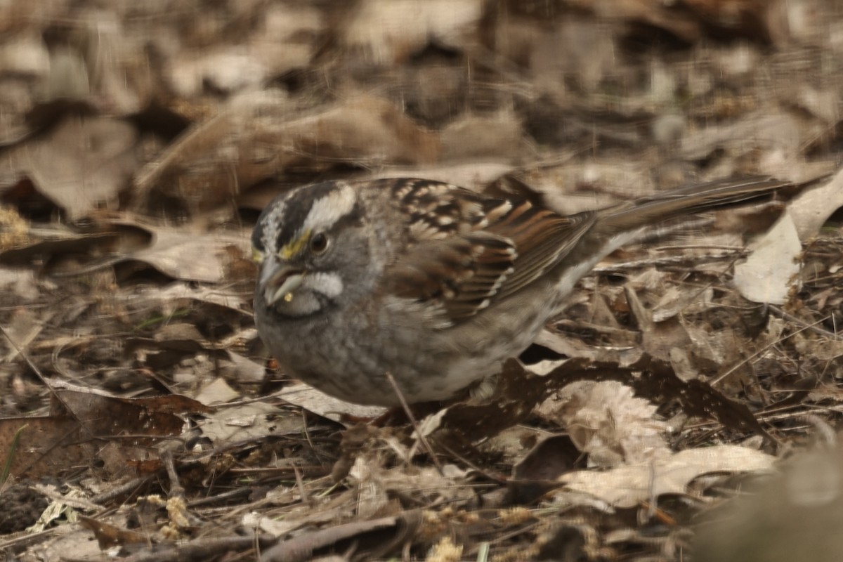 White-throated Sparrow - ML617325907