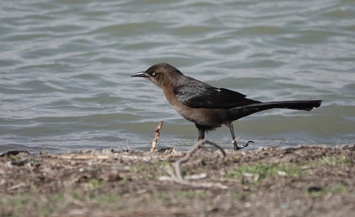Great-tailed Grackle - ML617325929