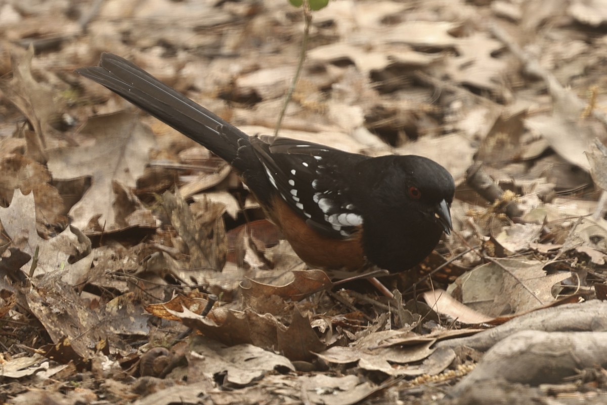 Spotted Towhee - ML617325950