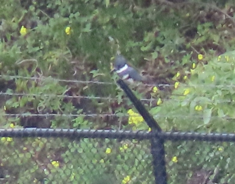 Belted Kingfisher - ML617325959