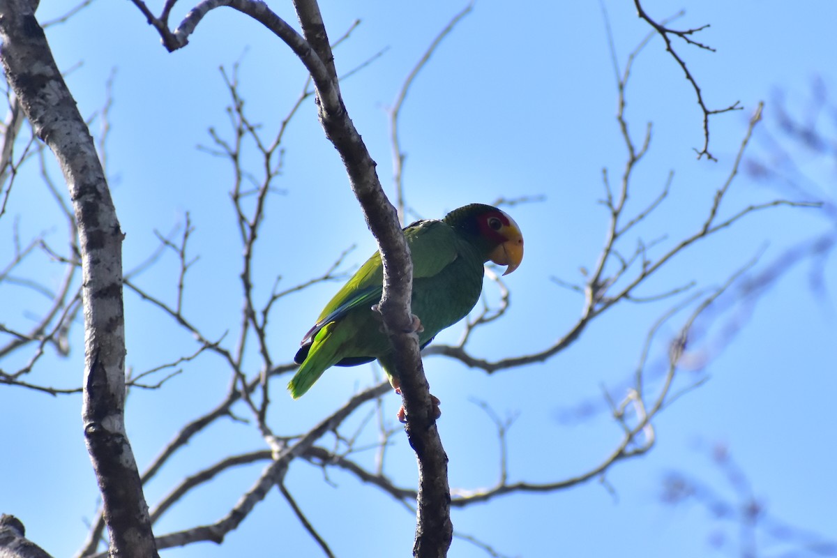Yellow-lored Parrot - ML617325963