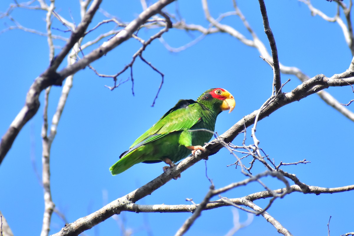 Yellow-lored Parrot - ML617325964