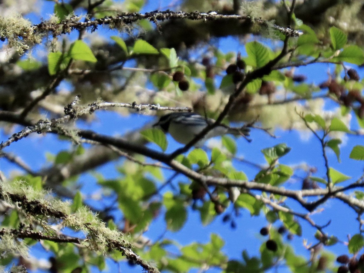Black-throated Gray Warbler - ML617326064