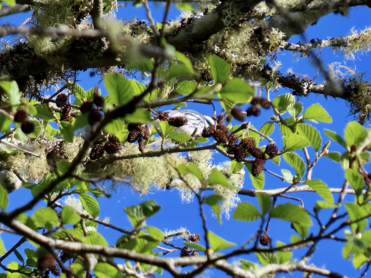 Black-throated Gray Warbler - ML617326065