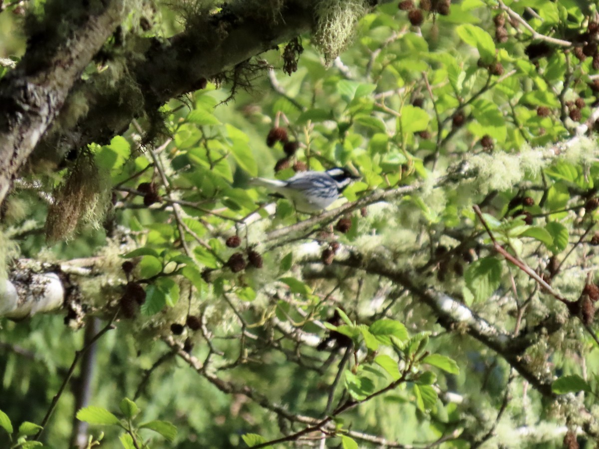 Black-throated Gray Warbler - ML617326066