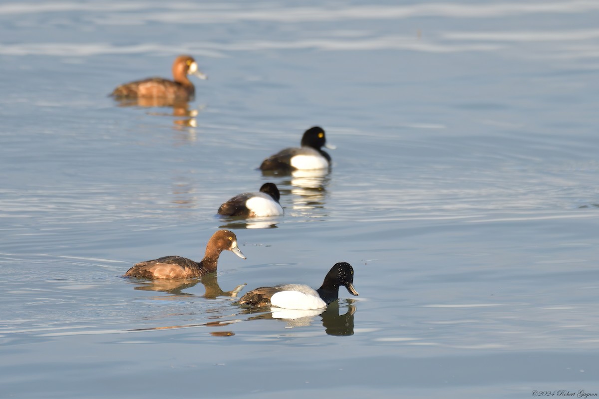 Greater Scaup - ML617326067