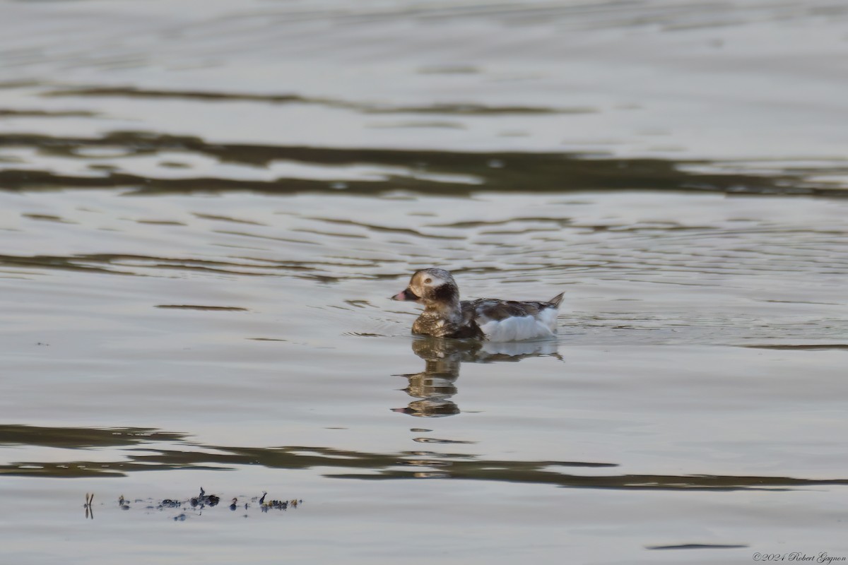 Long-tailed Duck - ML617326076