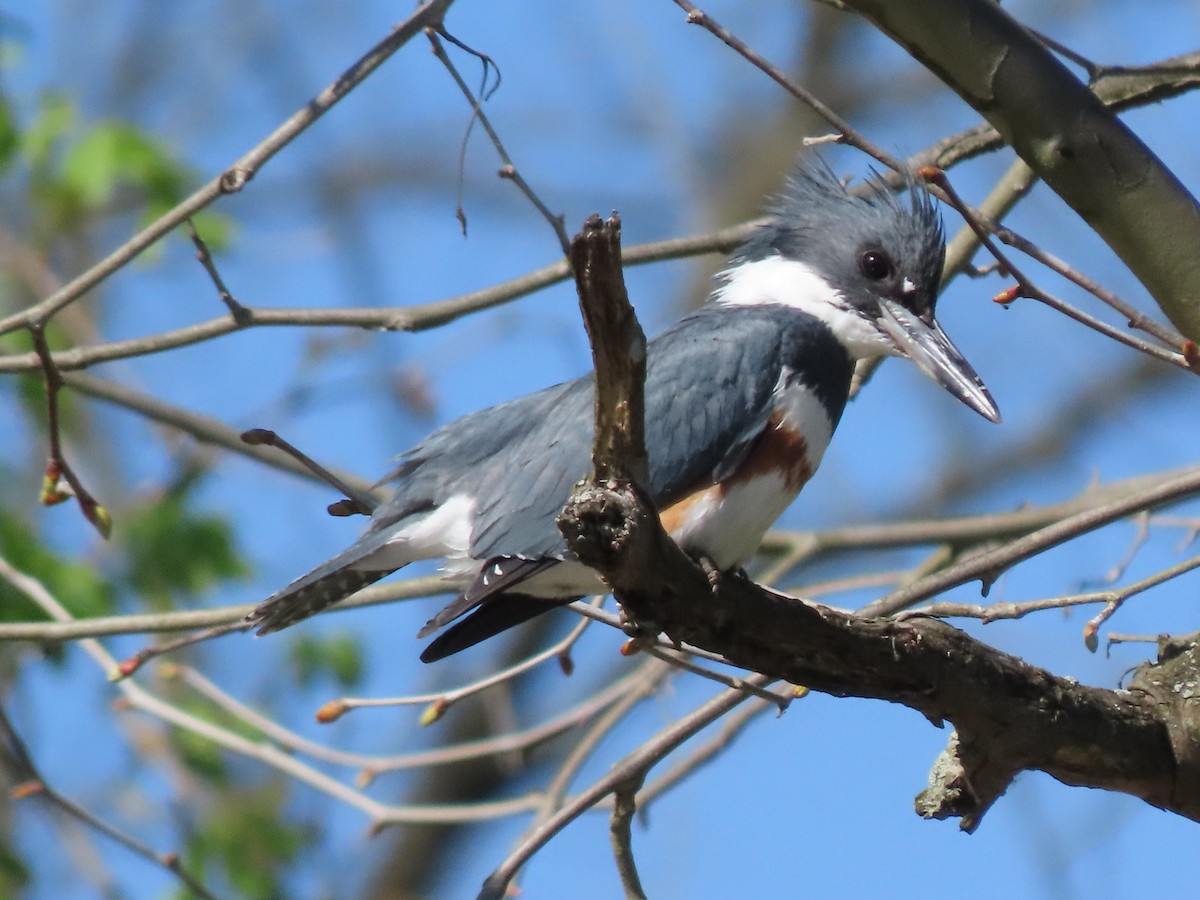 Belted Kingfisher - ML617326150