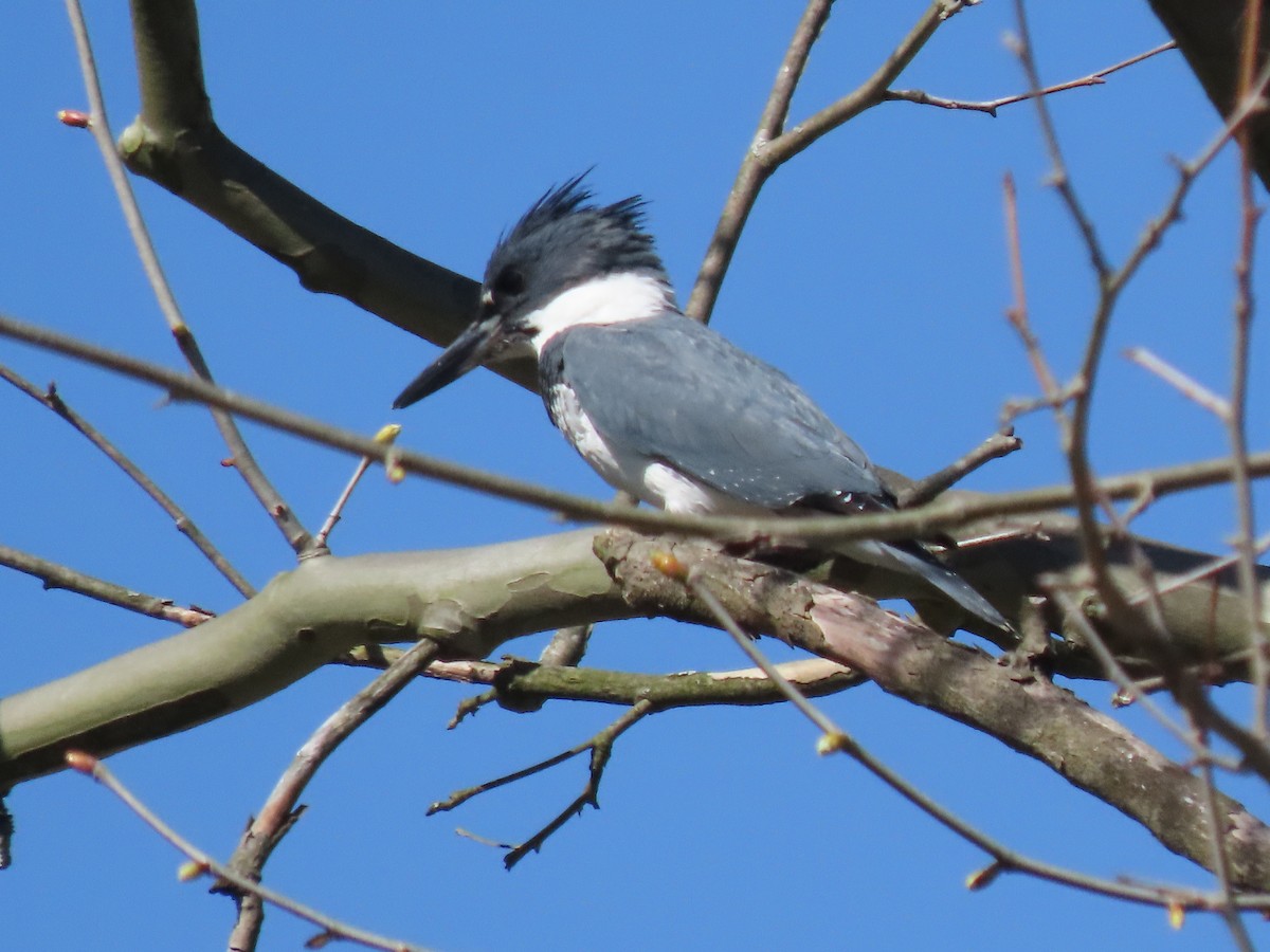 Belted Kingfisher - ML617326155