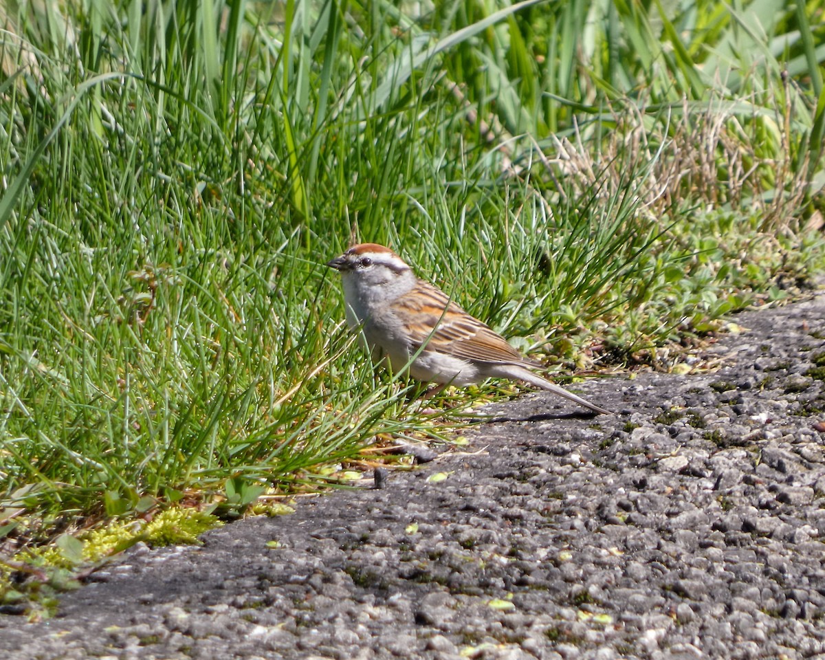 Chipping Sparrow - ML617326315