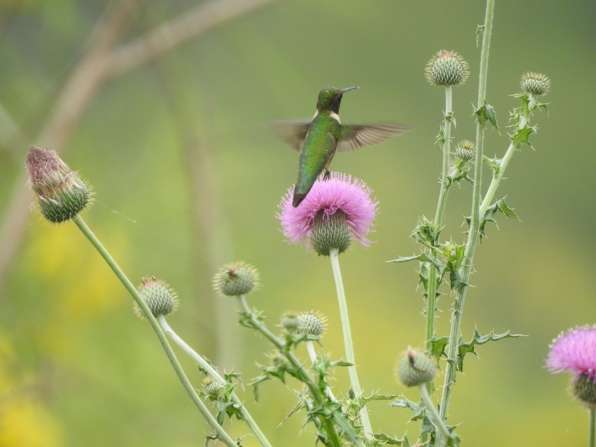 Ruby-throated Hummingbird - Laura Vigeland