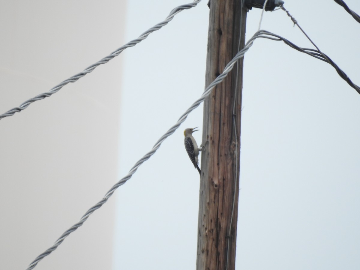 Golden-fronted Woodpecker - Laura Vigeland